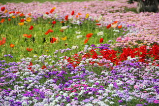 公园里的花花世界