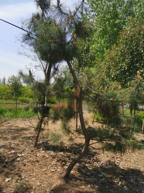 黑松价格影响因素大揭秘