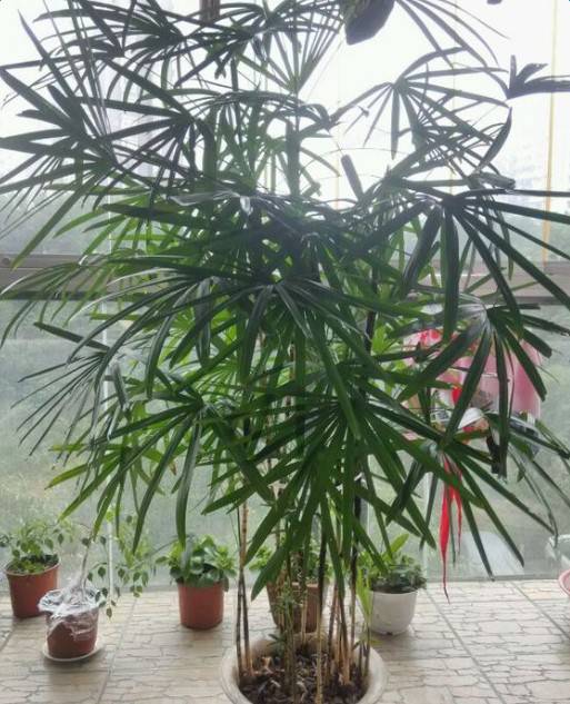 卧室的氧气小精灵：芦荟和常春藤