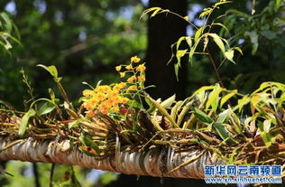 如何根据小葱的生长习性，科学合理地栽种小葱