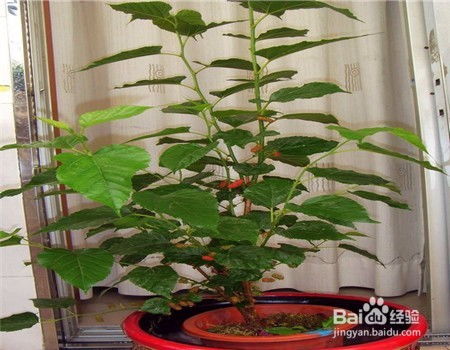 桑树农药种类大列举