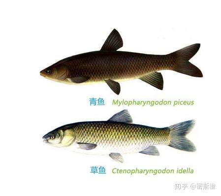 青鱼与草鱼有何不同？