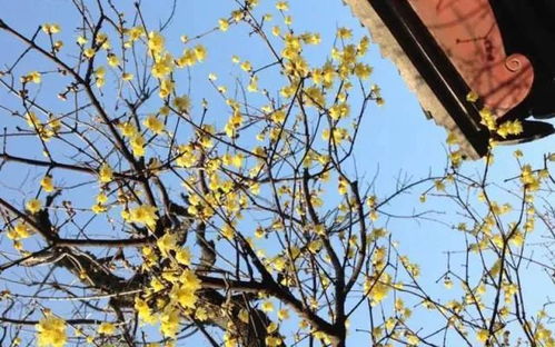 苍耳种子为什么喜欢在荒凉无人之地生长呢？