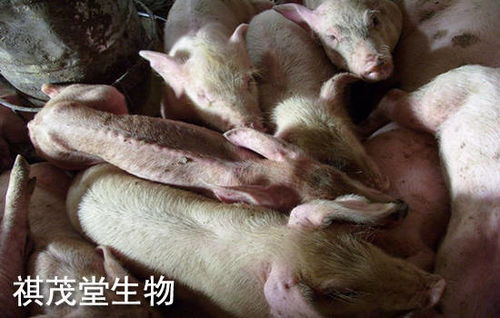 小猪咳喘总不好，试试中药调理