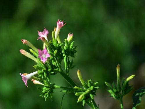 揭秘烟草花开放的秘密：如何形容其绚丽绽放？