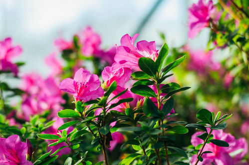 杜鹃花养护， 旺盛生长