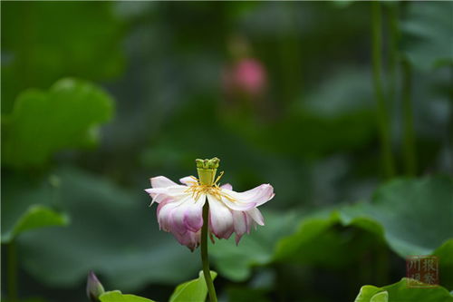 秋日韭莲花，香飘几许时