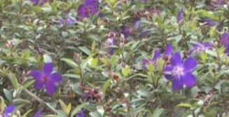 紫色与翠字的邂逅