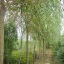 播种成功后怎么养护呢？