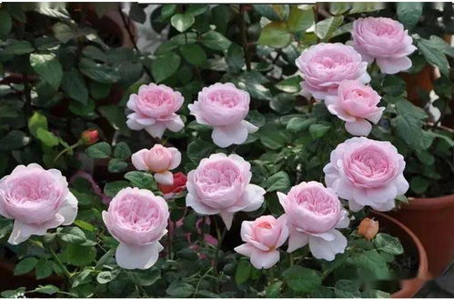 月季花儿美，养起来难不难？