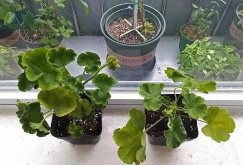 扦插倒着插，植物生长更旺盛