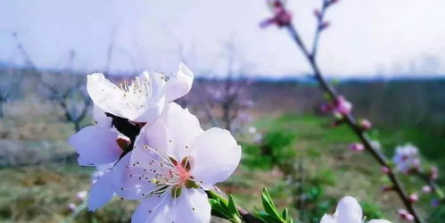 无花果授粉关键期：花期前后