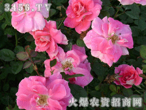 丰花月季， 粉色的仙境，你值得拥有