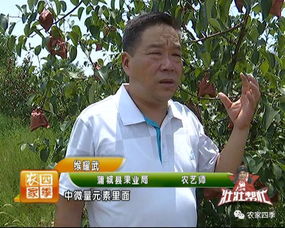 揭秘梨树叶子发黄之谜！专业补救指南