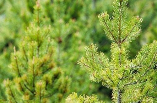 苗木质量评定原则