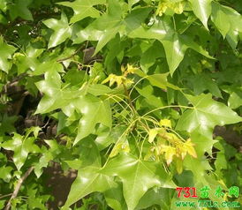 移栽野生五角枫的成本揭秘