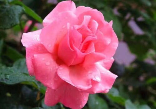 月季养护篇：赵梁军教你如何养出美美月季