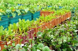 原生态蔬菜的优势