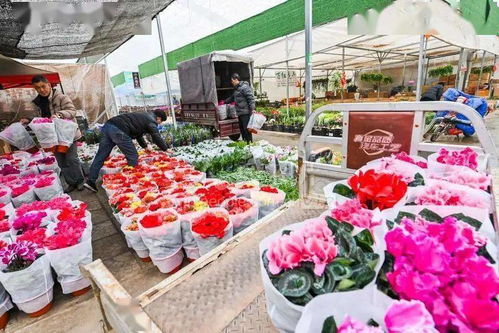 济南富莱花卉批发市场：价格便宜， 花多实惠