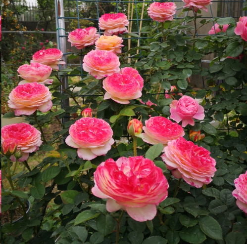 月季促笋芽大法，新手必备！