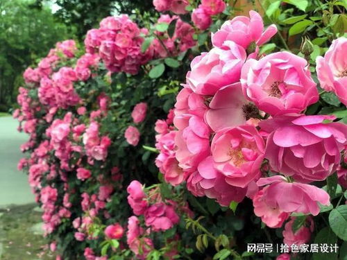 其他紫色藤本月季品种介绍