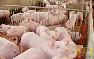 仔猪低血糖症：病因解析与高效治疗方案