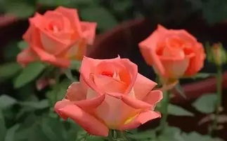 让蔫玫瑰重焕生机，揭秘花朵凋谢真相