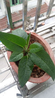 这是什么植物？植物名称大全来帮你认