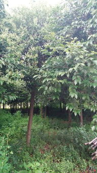 南阳玉兰，春之使者