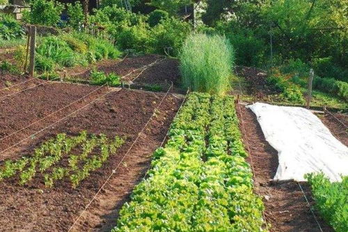 它们Neng治疗哪些植物病害？