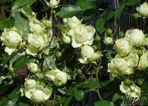 绿月季的美丽世界