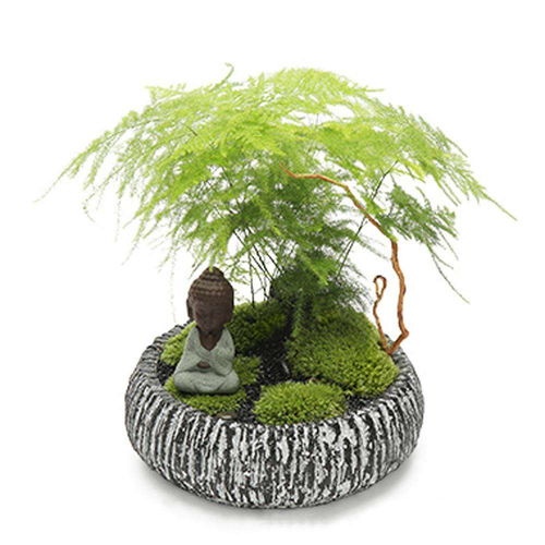 文竹黄叶救治养护技巧有哪些，如何有效恢复文竹生机