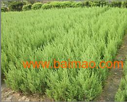 蜀桧的用途广泛