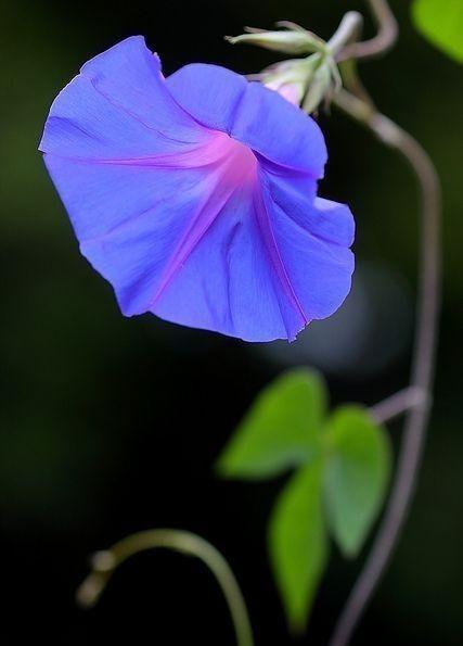 送母亲花选什么好？花语寓意你了解吗