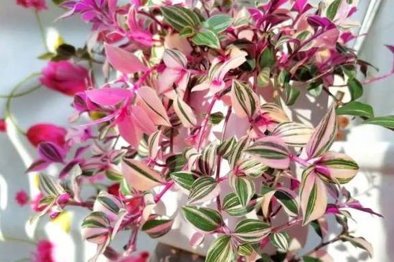 橙色、红色花：春播花期6-8月，夏播花期9-10月