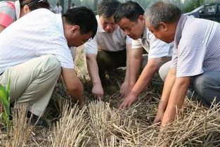 玉米虫防治的实战经验