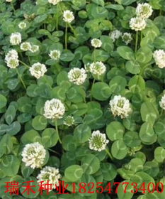 绿化草种一亩地需要多少公斤