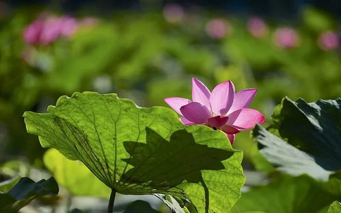 知子花不悍，为何叶色泛黄