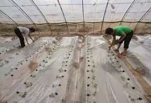 满天星地膜覆盖栽培法中，如何根据不同气候条件选择合适的地膜厚度