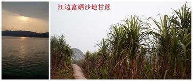 甘蔗在哪个季节种植最为适宜？