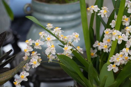 市场上的“假香花”