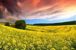 草本植物的耐寒性与生态型