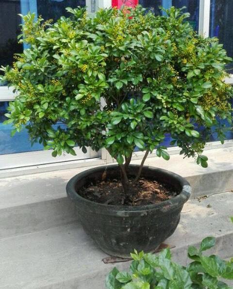 浇水与施肥， 米兰生长的关键