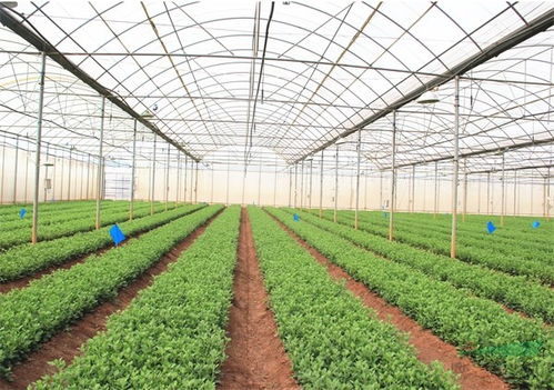 云南10大名花大奖揭晓， 月季种苗大放异彩