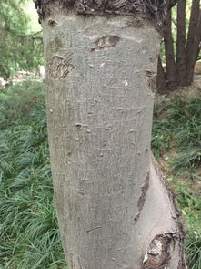 松树的神秘高度：揭秘松树的成长秘密