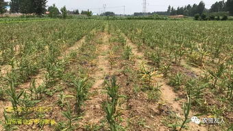 一、 生姜种植除草剂的选择