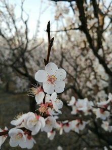 杏花，你的红，是爱情的火焰