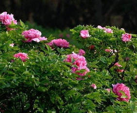 洛阳四月赏花指南