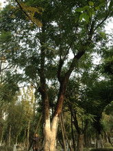 常见绿化树木种类名称， 北方常见绿化树木等植物