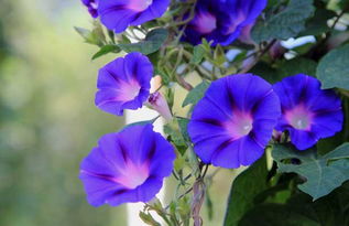 盆栽牵牛花的养殖方法